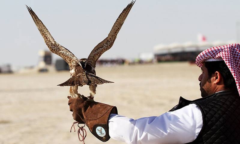 KP denies permission to Qatari prince for hunting Houbara bustard