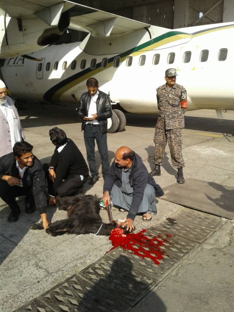 PIA sacrifices black goat to seek divine intervention before resuming ATR flight