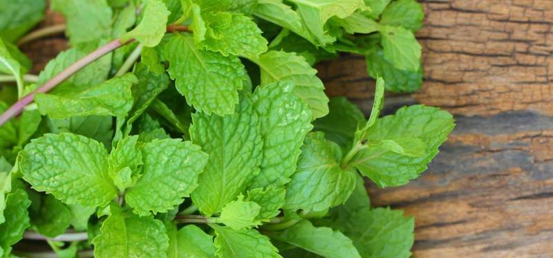 Mint may benefit your health