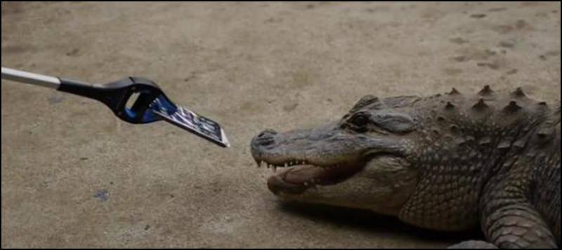 Watch: phone not damaged even after alligator’s bite 
