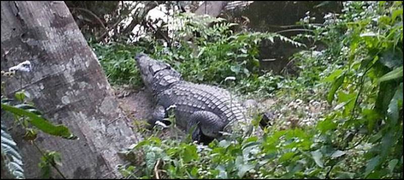 Crocodile Bites Selfie-Seeking Tourist