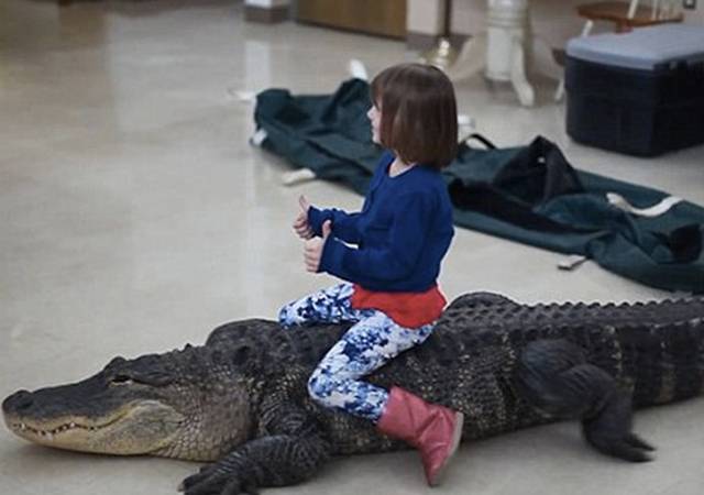 Watch: Clip of child riding an alligator goes viral