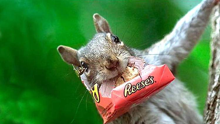 Watch: Sneaky squirrels love to steal candy bars