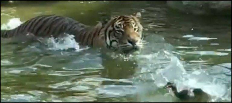 Watch: Duck dodges tiger in hilarious video