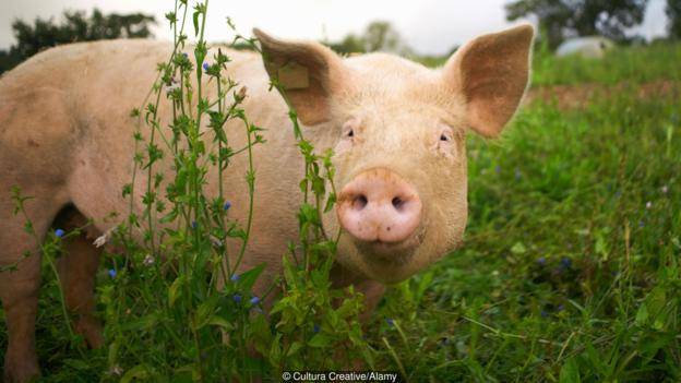 Human muscle cells to grow inside Pig