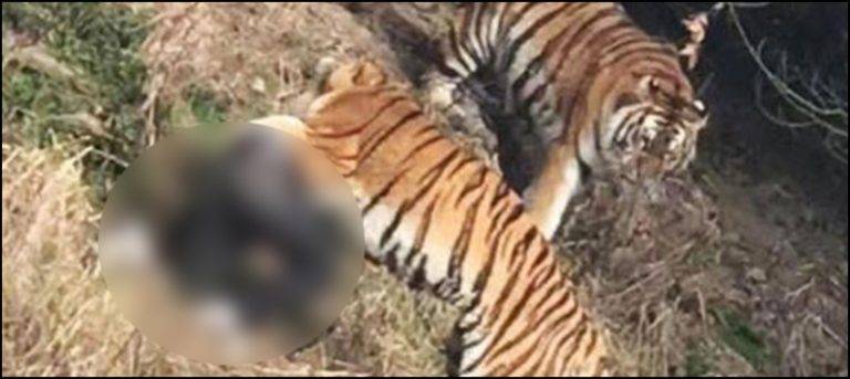 Three tigers mauls tourist to death ‘in front of family’