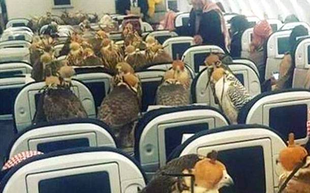 Saudi prince buys 80 tickets of airplane to transport falcons