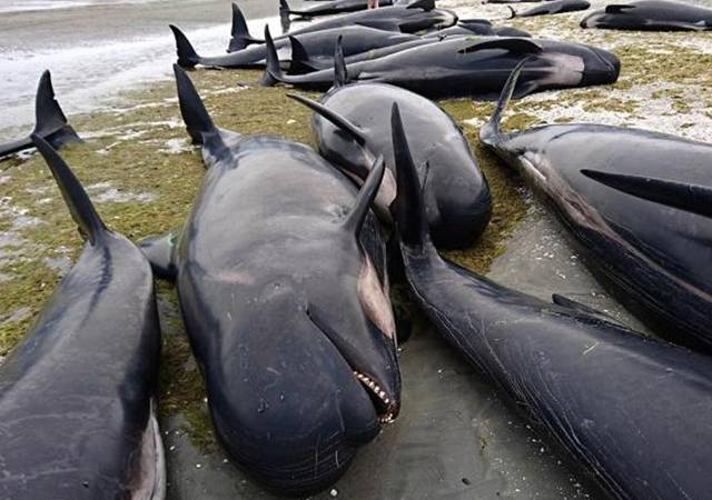 Hundreds of whales stranded on NZ beach