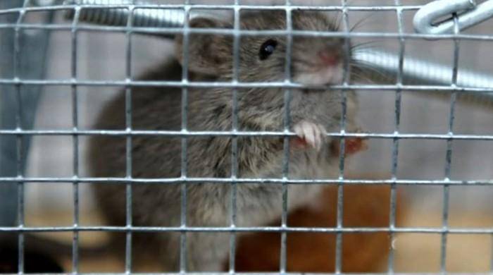 Mouse causes flight delay to San Francisco