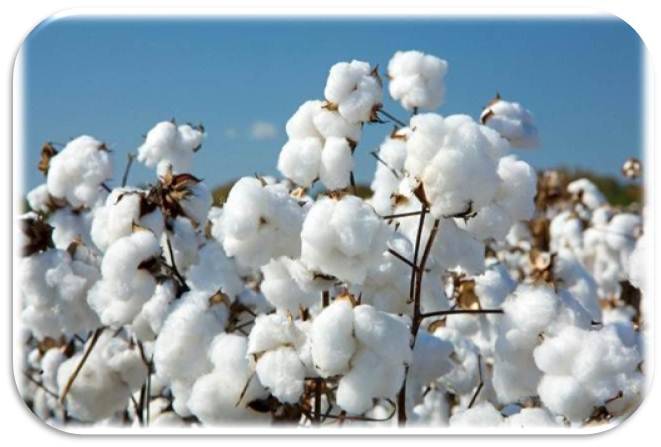 Cotton production reaches 10.07m bales