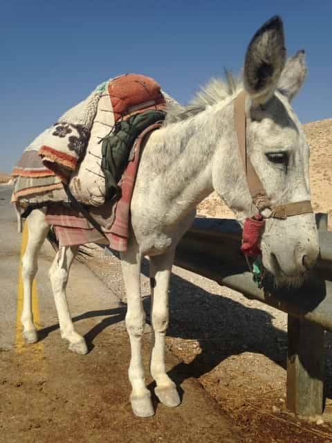 Donkey for tourist…