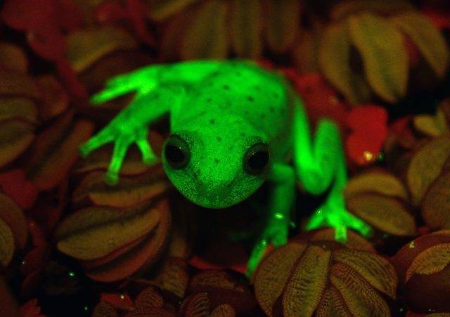 First fluorescent frog found in Argentina