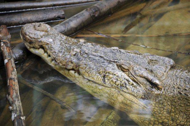 Footballer dies in crocodile attack