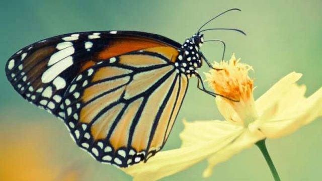 One of its kind Butterfly hunter cornered