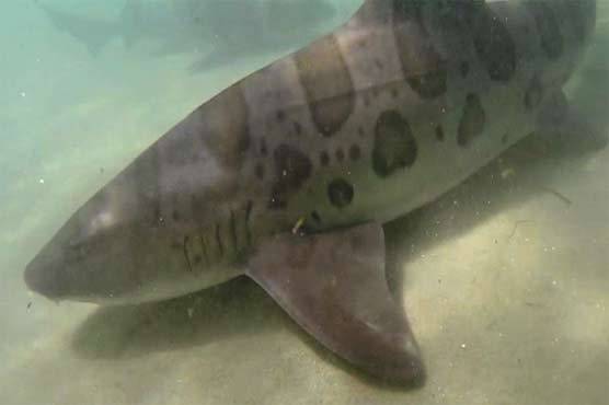 Fishermen catch 17-feet giant whale shark