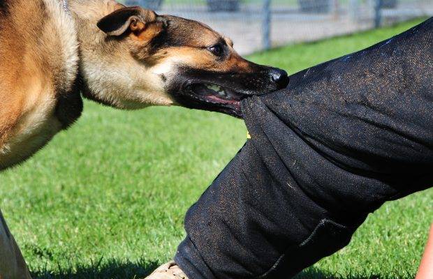 Dog saves wedding guests from suicide bomber