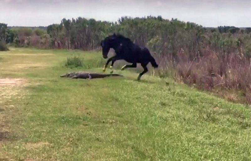 Watch: Wild horse beats alligator