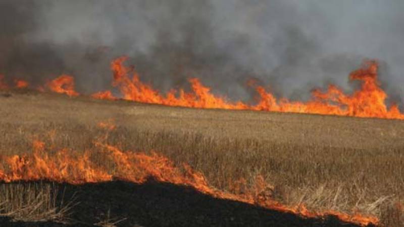 Fire erupts turning wheat into ashes at several acres