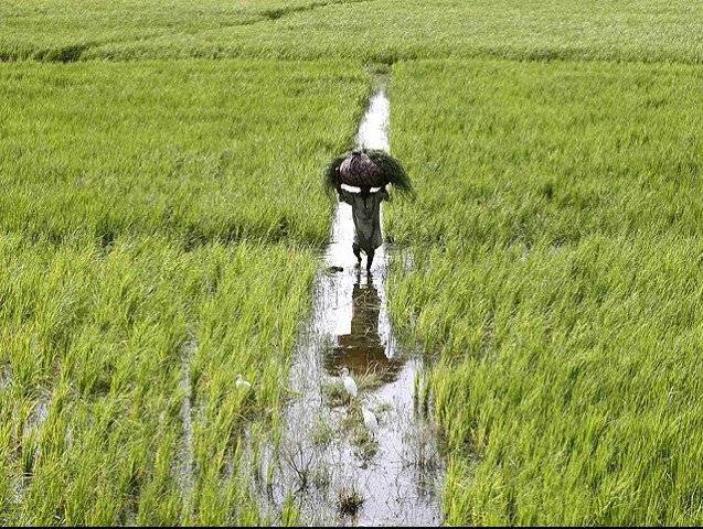 ADB approves $20m loans for Pak agri sector