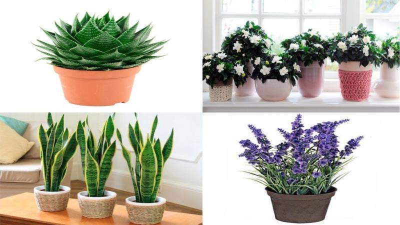 Plants for bedroom to help people sleep better