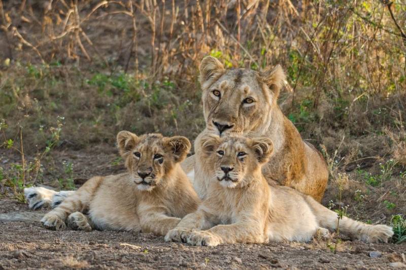 Gujarat: woman delivers in ambulance surrounded by 12 lions