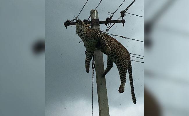Watch: Leopard electrocuted after it climbs 12-feet pole