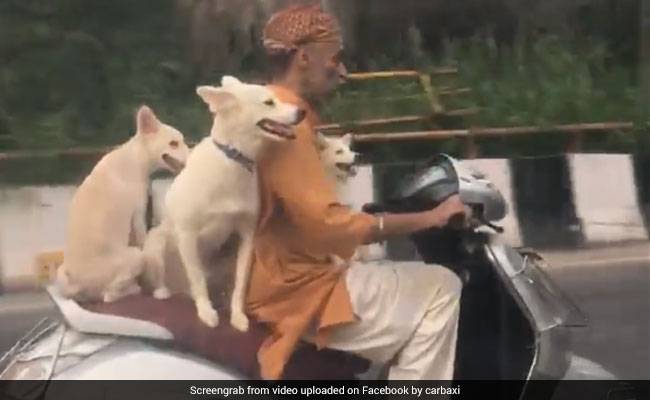 3 Delhi Dogs having great time on Scooter