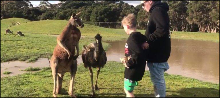 Watch: Kangaroo ‘punches’ boy in the face