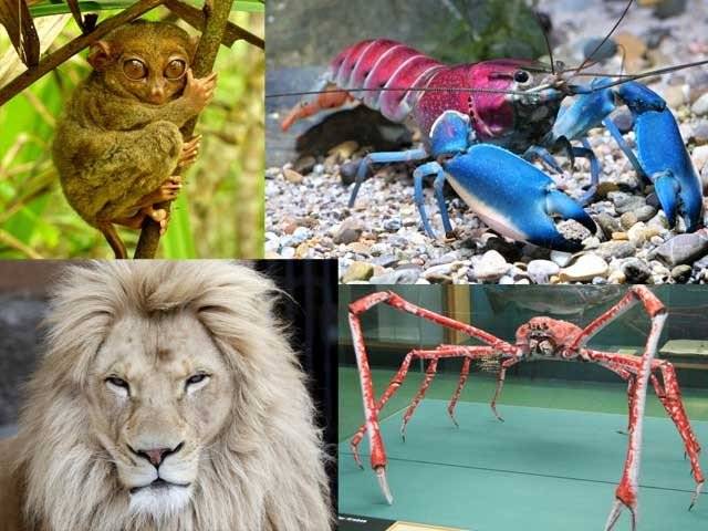 Weird animals around the world