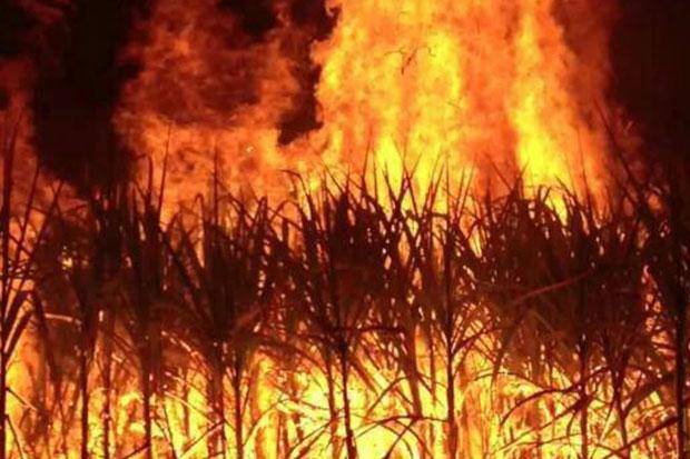 Farmer burns sugarcane crop over low rates, non-payment of dues