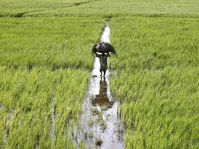 WB approves $300m for agriculture reforms in Punjab