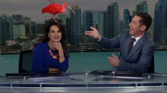 Watch: Anchor maintains her calm while crazy bird interrupts live TV programme