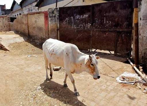 11 jailed for life in India for ‘beef’ murder