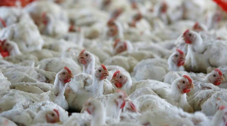 Warning for broiler chicken users as bird flu threats prevail