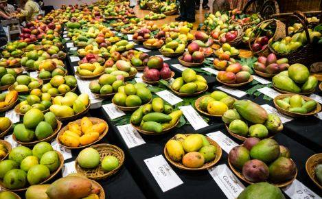 Three days National Mango Festival starts in Mirpurkhas