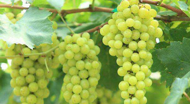 Eating grapes may help prevent tooth decay: study