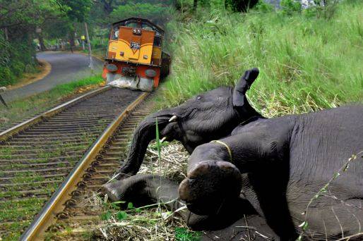 Two elephants die in Sri Lanka train collision