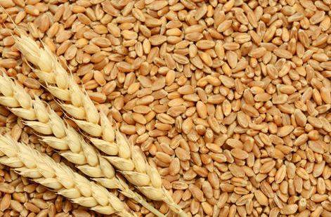 Pakistan to gift wheat worth Rs 1.73 billion to Afghanistan