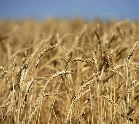 Wheat’s minimum support price fixed at Rs1365/40kg