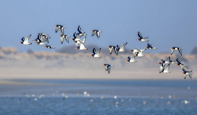 World Migratory Bird Day observed