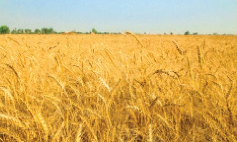 PM okays action against officials involved in Wheat scam