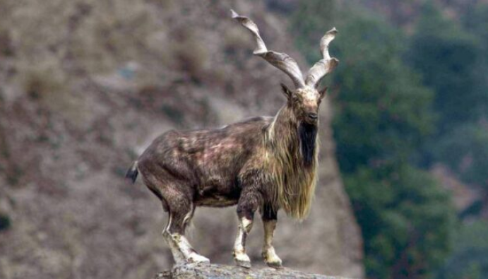 At UN, Pakistan urges joint efforts for conservation of Markhors