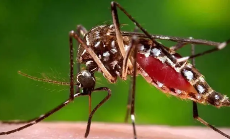 40 new dengue cases reported in Punjab in last 24 hours