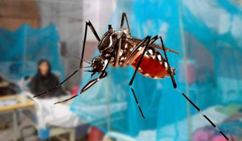 Surge in dengue as Punjab reports 130 new cases