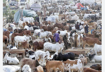 SBP launches campaign to promote digitalisation of payments in cattle markets