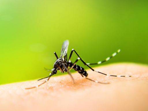 China:Chikungunya virus outbreak spreads rapidly in Guangdong 