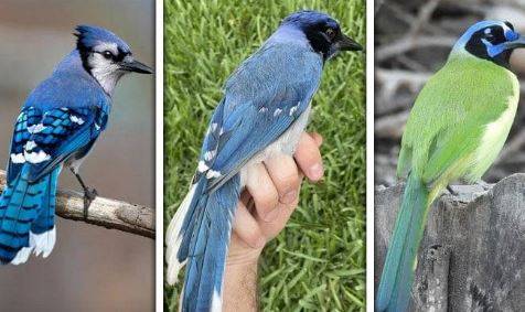 Texas scientists identify possible offspring of Green Jay and Blue Jay