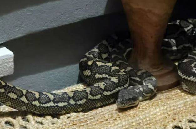 Australia: Woman wakes up to find a 2.5-meter long snake in her bed
