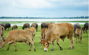 Punjab Food Authority lauded for advancing milk safety and dairy formalization